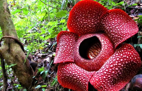 rafflesia-arnoldi